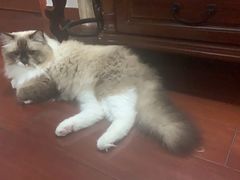 -佳雯宠物医院(四明中路分院)