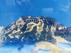 -吉莲利苑海鲜酒家(珠海拱北29年老字号店)