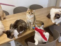 -有喵·猫咖·狗咖·30几只猫10只小狗(岗厦店)