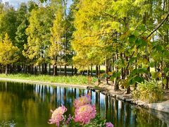 -上海共青森林公园