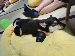 -逗柴咖啡屋·狗咖猫咖宠物桌游