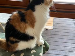 -有猫主题·治愈系猫咖(曾厝垵店)