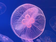-江和美海洋公园