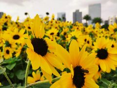 -二沙岛艺术公园