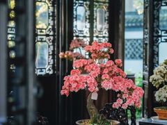 -上海醉白池公园