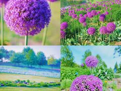 -上海辰山植物园