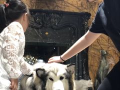 -more than meow吴止猫主题餐厅(承德 中船汇店)