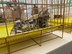 -帕帕拉兹宠物(亚洲旗舰店)