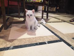 -猫色咖啡·猫咖