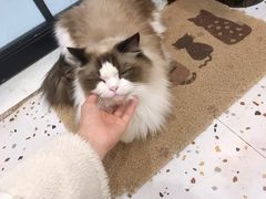 -滚猫咖啡·猫咖·猫友好撸猫(未来城店)