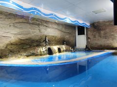 -秦皇岛新澳海底世界