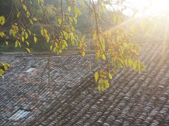-杨家堂村