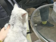 -浣熊柯尔鸭土拨鼠·电玩咖