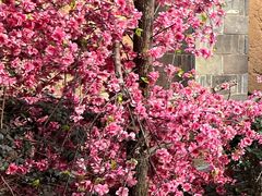 -南国桃园旅游度假区