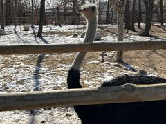 -大连森林动物园