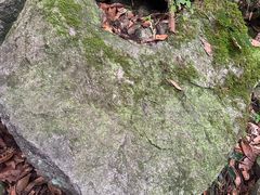 -天目山大树王景区