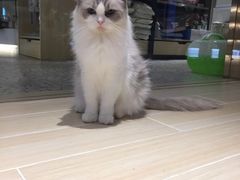 -momokira米努特·德文卷毛猫·棉花面纱犬