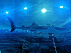 -成都浩海立方海洋公园