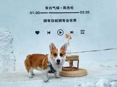 -萌宠之家·腊肠犬·马尔泰·小体犬舍