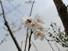 -菊园百果园