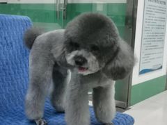 -利又安动物医院··老年病·猫科犬科·中兽医