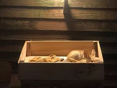 -清迈夜间动物园