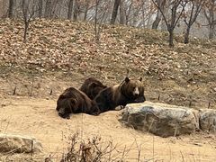 -北京野生动物园
