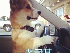 -枫花园汽车电影院(朝阳公园店)