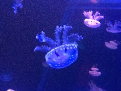 -左海海底世界