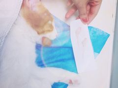 -纳吉亚猫专科动物医院博雅分院