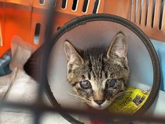 -爱侣宠医·鹦鹉专科·小型哺乳类·异宠专科(灵石路店)