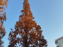 -上海明天广场JW万豪酒店