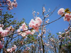-天适樱花悠乐园