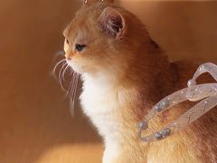 -猫腻·猫咖·撸猫馆(星光大道店)