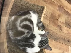 -袖虎·猫馆(体育西路店)