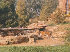 -北京野生动物园