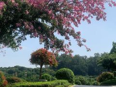 -东莞植物园