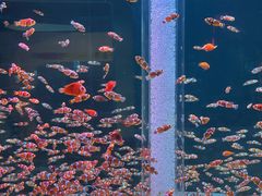 -海合安成都极地海洋公园