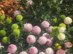 -上海共青森林公园