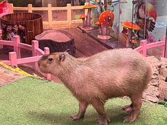 -正佳雨林生态植物园