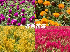 -丹樱生态园