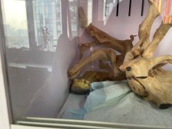 -周忆刺青原创设计定制