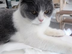 -飞行喵MR PILOT|猫舍·猫咖(静安大融城店)