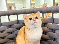 -lincat·猫舍(广州店)