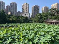 -龙头寺公园