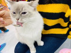 -糯米喵星人·撸猫猫舍咖啡馆(西市场嘉华店)