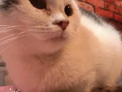 -AOE 火焰 剧本密室狼人杀