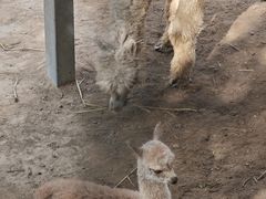 -青藏高原野生动物园