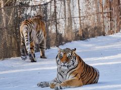 -沈阳森林动物园