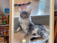 -70cat德文卷毛猫·缅因猫纯种猫舍